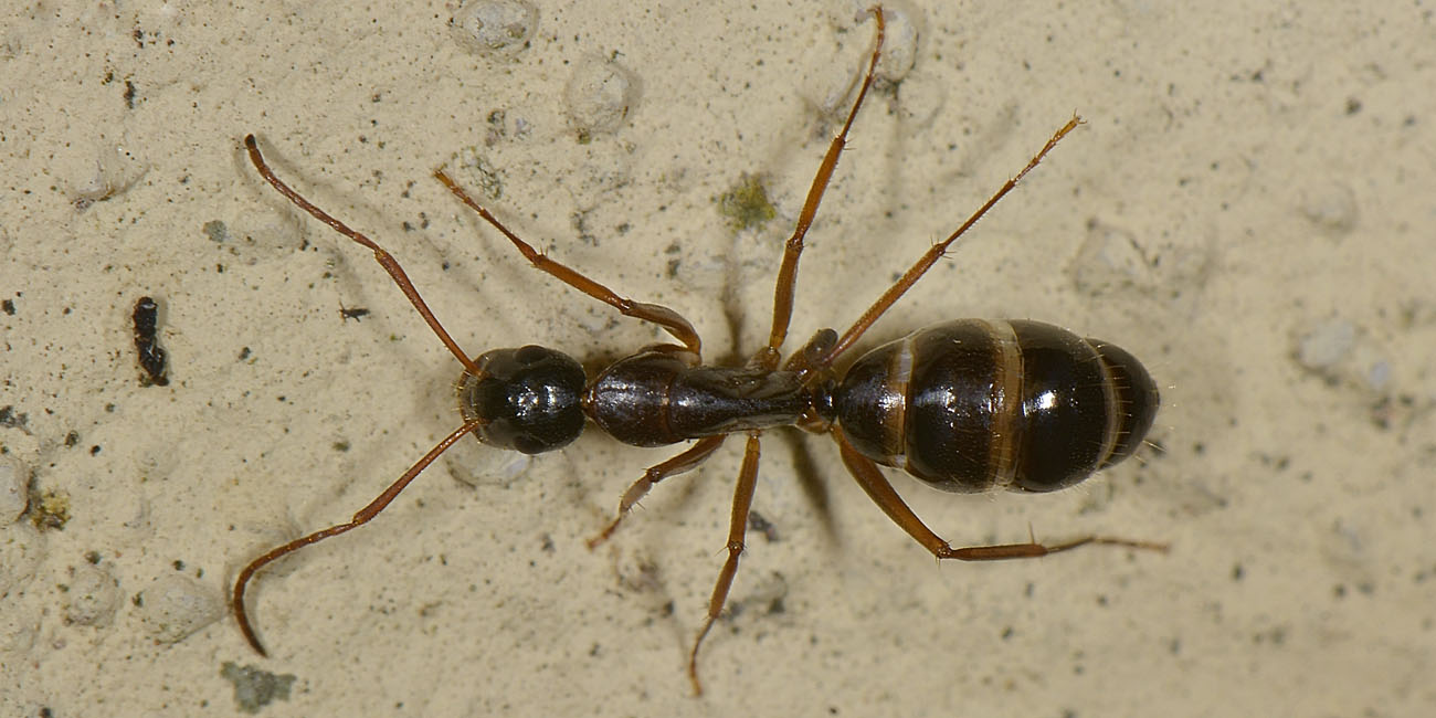 Camponotus aethiops, operaia minore, Formicidae